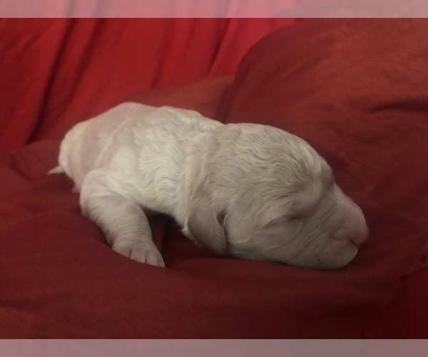 Medium Photo #5 Goldendoodle-Poodle (Standard) Mix Puppy For Sale in VACAVILLE, CA, USA