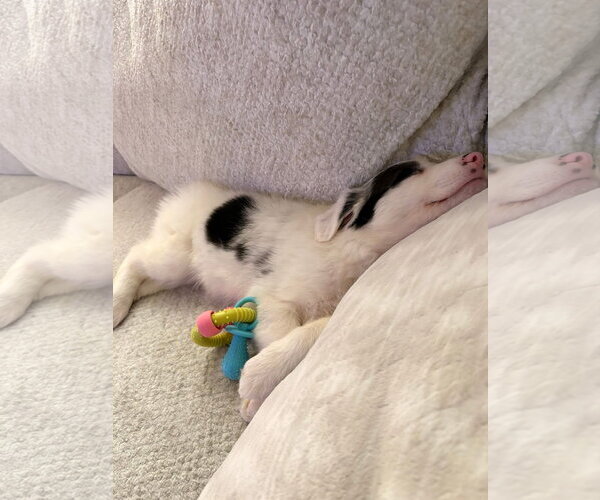 Medium Photo #3 Border Collie-Unknown Mix Puppy For Sale in Germantown, OH, USA