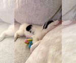 Small #2 Border Collie Mix