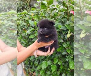 Pomeranian Puppy for sale in AUBURNDALE, FL, USA