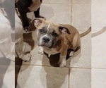 Small Photo #14 American Bully Puppy For Sale in MARTELL, NE, USA