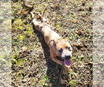 Small #7 American Pit Bull Terrier Mix