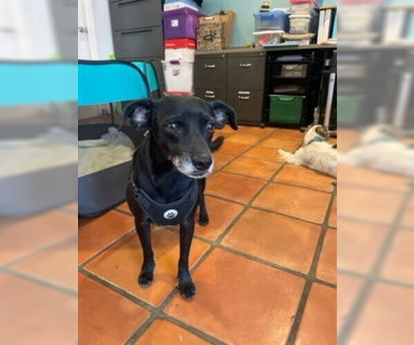 Medium Photo #5 Chihuahua-Unknown Mix Puppy For Sale in San Diego, CA, USA