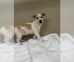 Small #1 Mutt