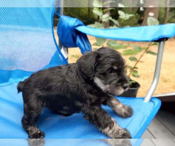 Medium Photo #2 Schnauzer (Miniature) Puppy For Sale in GIG HARBOR, WA, USA