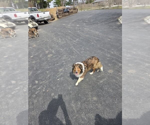 Medium Photo #1 Shetland Sheepdog Puppy For Sale in TAYLORVILLE, IL, USA