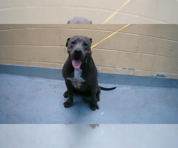 Medium Photo #1 American Pit Bull Terrier-Unknown Mix Puppy For Sale in Tulsa, OK, USA