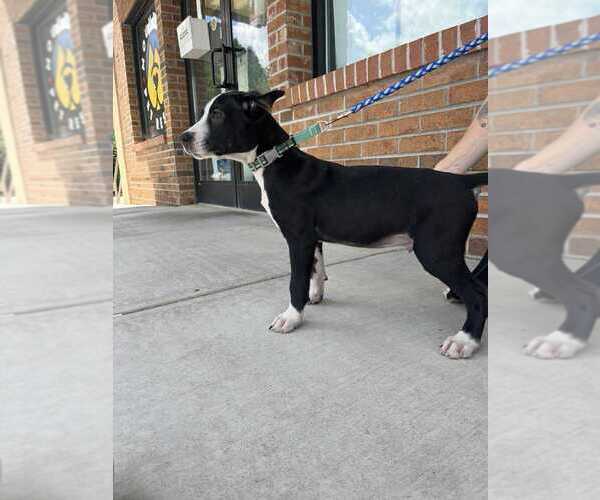 Medium Photo #2 Mutt Puppy For Sale in Candler, NC, USA
