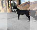 Small #1 Mutt