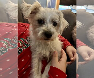 Sailor - Female Cairn Terrier-Unknown Mix Dog for Adoption - Photo #7