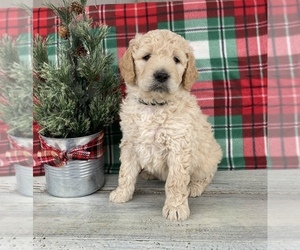 Goldendoodle Puppy for sale in STELLA, MO, USA