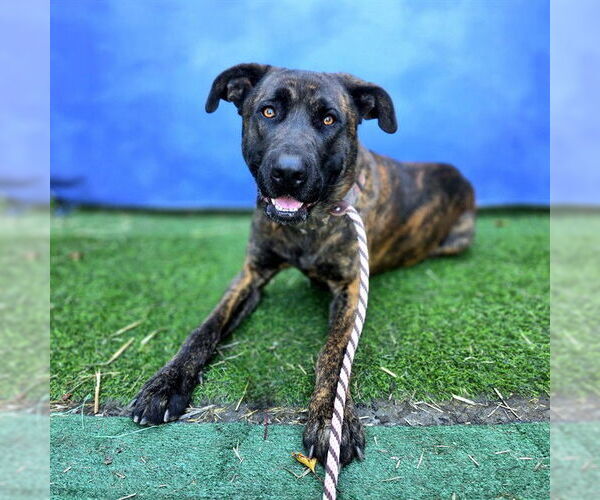 Medium Photo #3 Mastiff Puppy For Sale in Long Beach, CA, USA