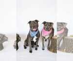 Small #7 American Pit Bull Terrier