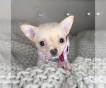 Small #3 Chihuahua