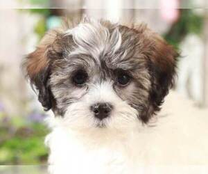 Zuchon Puppy for sale in MOUNT VERNON, OH, USA