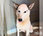 Small #3 Siberian Husky Mix