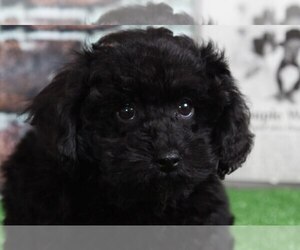 Poodle (Toy) Puppy for sale in BEL AIR, MD, USA