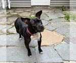 Small #9 American Pit Bull Terrier Mix