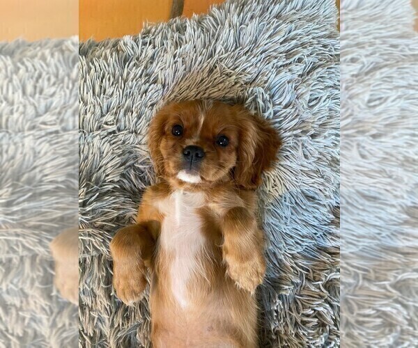 Medium Photo #4 Cavalier King Charles Spaniel Puppy For Sale in AUSTIN, TX, USA