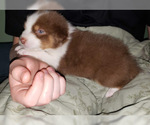 Small Photo #5 Australian Shepherd Puppy For Sale in HERNANDO, MS, USA
