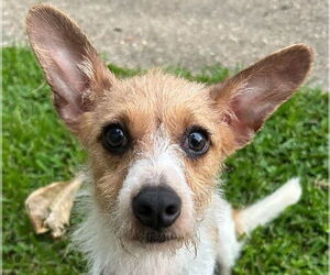 Mutt Dogs for adoption in Canton, CT, USA