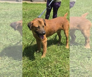 Shepradors Dogs for adoption in Rustburg, VA, USA