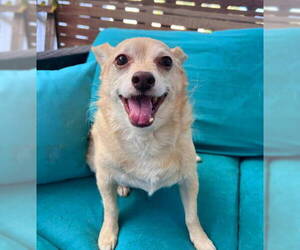 Archie - Male Chihuahua-Unknown Mix Dog for Adoption - Photo #4