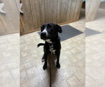 Small #1 Mutt