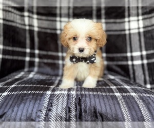 Cavapoo Puppy for sale in LAKELAND, FL, USA
