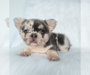 French Bulldog Puppy for sale in LOS ANGELES, CA, USA