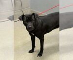 Small American Pit Bull Terrier Mix