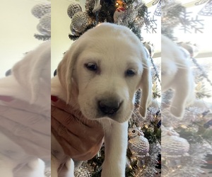 Labrador Retriever Puppy for sale in OSYKA, MS, USA