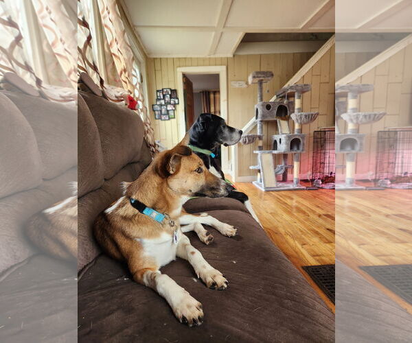 Medium Photo #11 Saluki-Whippet Mix Puppy For Sale in Sebec, ME, USA
