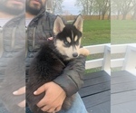 Small Photo #43 Siberian Husky Puppy For Sale in TRIMBLE, MO, USA