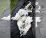 Small Photo #24 Schnauzer (Miniature) Puppy For Sale in PFLUGERVILLE, TX, USA