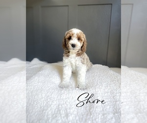 Goldendoodle Puppy for sale in SAN ANTONIO, TX, USA