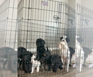 Goldendoodle Puppy for sale in VICTORVILLE, CA, USA