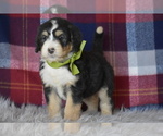 Small Photo #2 Bernedoodle Puppy For Sale in ARCANUM, OH, USA