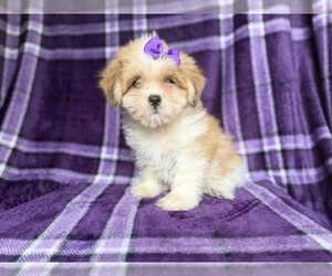 Lhasa Apso Puppy for sale in LAKELAND, FL, USA