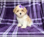 Small Lhasa Apso