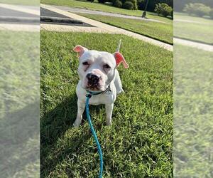 American Bulldog Dogs for adoption in Forestville, MD, USA