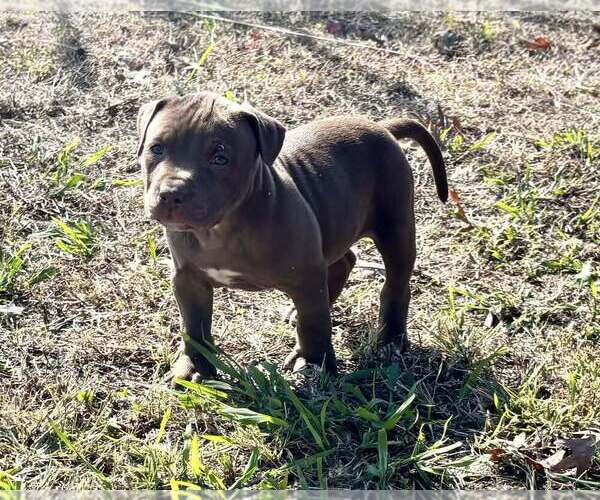 Medium Photo #2 American Pit Bull Terrier Puppy For Sale in ROXBORO, NC, USA