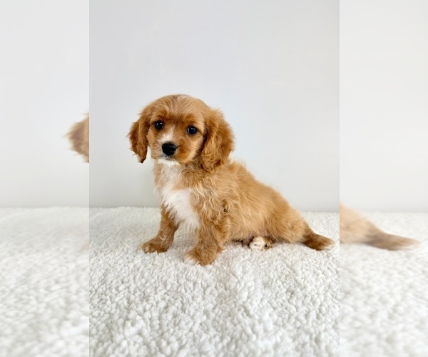 Medium Photo #4 Cavapoo (Standard) Puppy For Sale in GREENFIELD, IN, USA