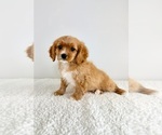 Small #3 Cavapoo (Standard)
