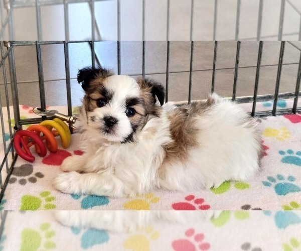 Medium Photo #2 Papitese Puppy For Sale in ORO VALLEY, AZ, USA