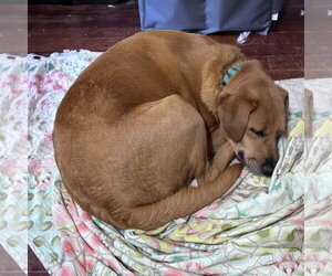 Sally - Female Labrador Retriever-Unknown Mix Dog for Adoption - Photo #3