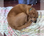 Small Photo #3 Labrador Retriever-Unknown Mix Puppy For Sale in Brooklyn Center, MN, USA