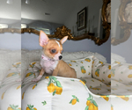 Small #6 Chihuahua