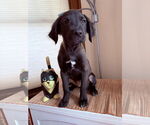 Small Labrador Retriever Mix
