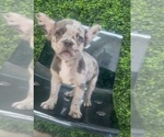 Small #5 French Bulldog